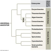 Phylogenetic tree of prokaryotes and eukaryotes