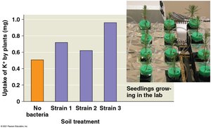 Bacteria increase soil nutrient availability