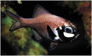 Symbiotic relationship in fish