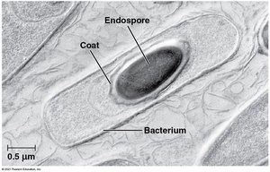 Bacterial endospore structure