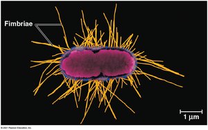 Fimbriae on a bacterial cell