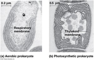 Specialized membranes in prokaryotes