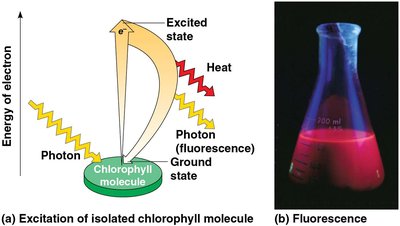 Excitation of electron in a pigment molecule