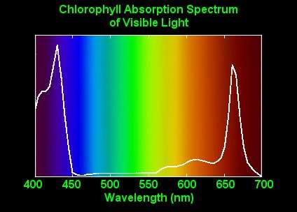 Absorption spectrum of chlorophyll a, b, and carotenoids