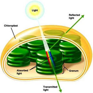 Diagram of chloroplast structure