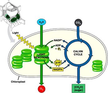 Overview of light reactions and Calvin cycle