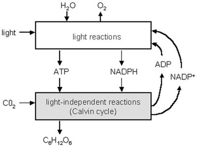 Calvin cycle overview