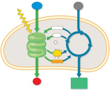 Diagram of photosynthesis and cellular respiration