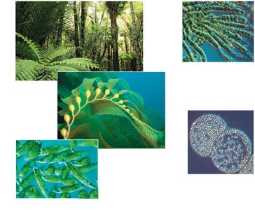 Examples of autotrophs: plants, algae, cyanobacteria