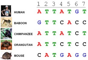 Vergelijking van DNA-sequenties tussen mens, chimpansee, orang-oetan, baviaan en muis