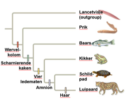 Fylogenetische boom met kenmerken zoals wervelkolom, ledematen, amnion en haar