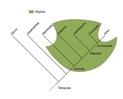 Fylogenetische boom met reptielen als parafyletische groep