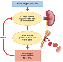 Erythropoietin feedback regulation