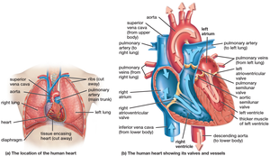 Human heart anatomy and valves