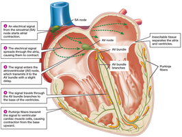 Heart conduction system