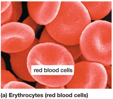 Erythrocytes (red blood cells)