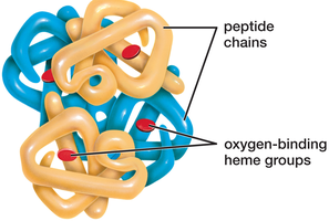 Hemoglobin structure