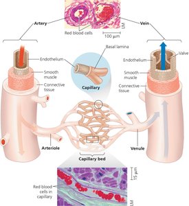 Structure of arteries, veins, and capillaries