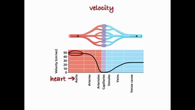 Graph of blood flow velocity in different vessels