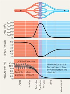 Graphs of area, velocity, and pressure in blood vessels