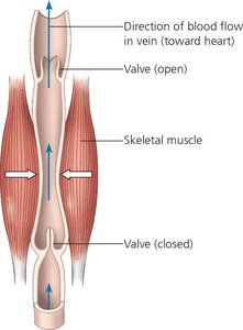 Skeletal muscle contraction aids venous blood flow