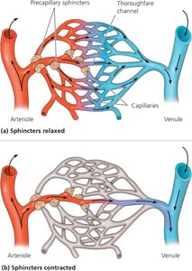 Precapillary sphincters regulate capillary blood flow