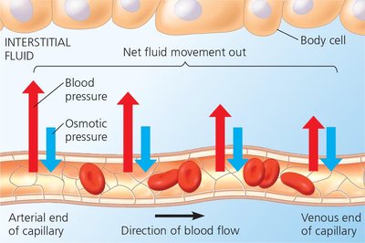 Fluid exchange between capillaries and interstitial fluid