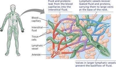 Lymphatic system and its association with blood capillaries