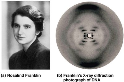 Rosalind Franklin and her X-ray diffraction photograph of DNA