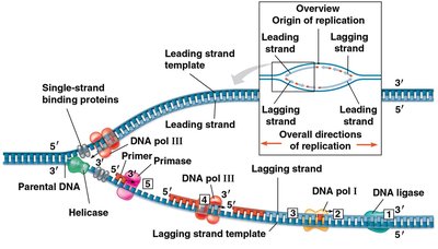 Synthesis of lagging strand and joining of Okazaki fragments