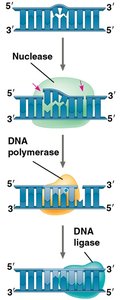 Steps of nucleotide excision repair