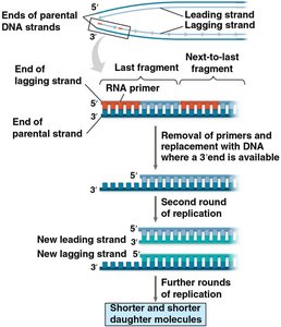 Replication of chromosome ends and telomere shortening