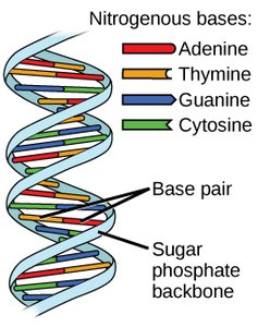 DNA double helix with labeled nitrogenous bases and backbone