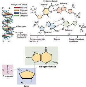 Structure of a nucleotide and base pairing in DNA