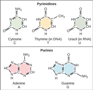 Chemical structures of purines and pyrimidines