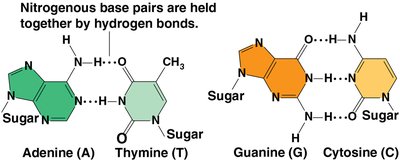 Hydrogen bonding between base pairs