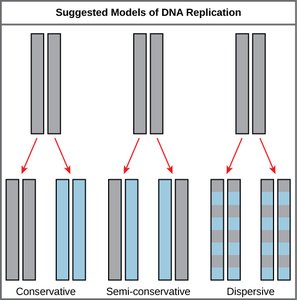Models of DNA replication: conservative, semi-conservative, dispersive