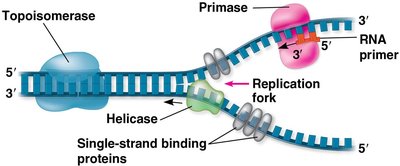 Replication fork with labeled enzymes and proteins