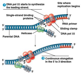 Synthesis of the leading strand during DNA replication