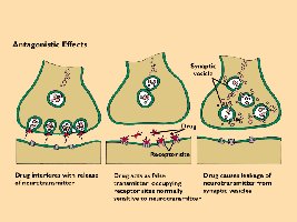 Diagram of antagonistic effects at synapse