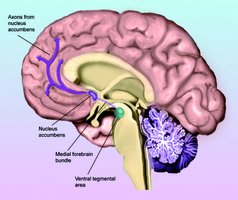 Diagram of dopamine reward pathway in the brain