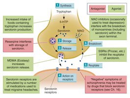 Diagram of serotonin synapse and drug actions