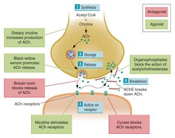 Diagram of acetylcholine synapse and drug actions
