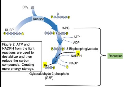 Reduction phase of the Calvin cycle showing ATP and NADPH use