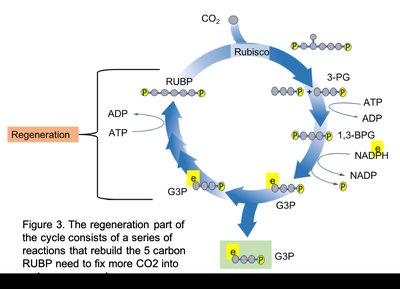 Regeneration phase of the Calvin cycle showing the rebuilding of RUBP