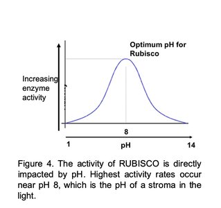 Graph showing optimum pH for Rubisco activity