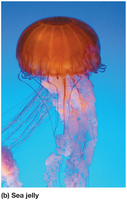 Sea jelly