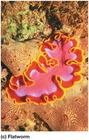 Flatworm