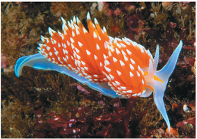 External gills on a mollusk