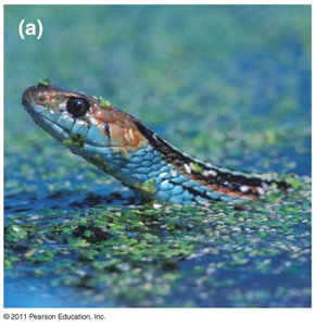 Habitat isolation: terrestrial snake